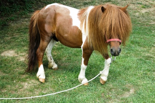 Arturo the pony