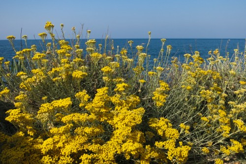 Yellow Flowers and Blue Sea, Rocca St. Giovanni