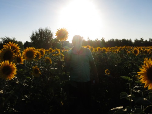 Man in the Sunflowers