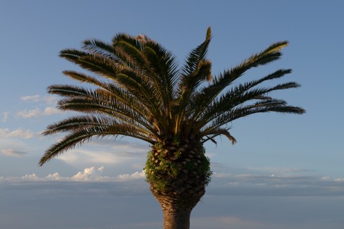 Casalbordino palm tree