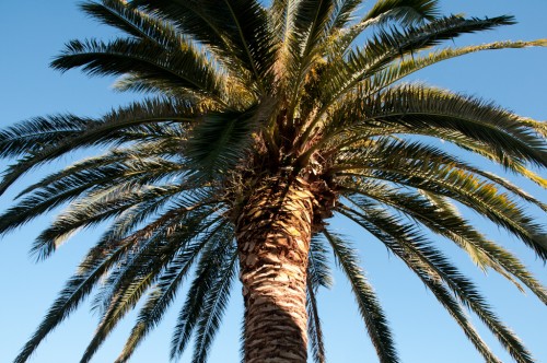 Palm tree on a sunny day