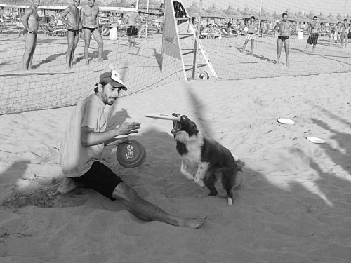Frisbee dog for Vola Vola Festival