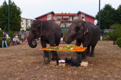 Snack to Elephants