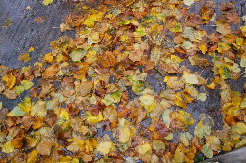 Dry leaves and wet