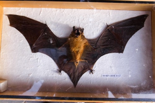 Horsehoe bat