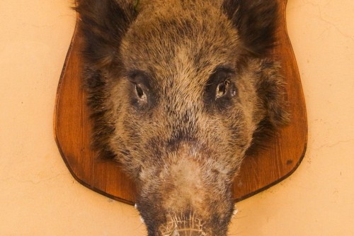 Boar at the entrance of Norcia