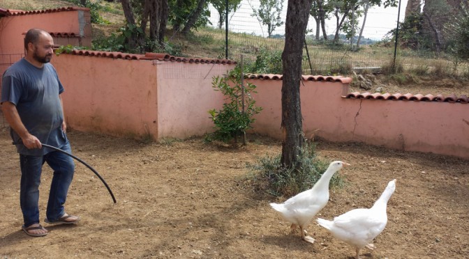 ANDREA AND THE DUCKS