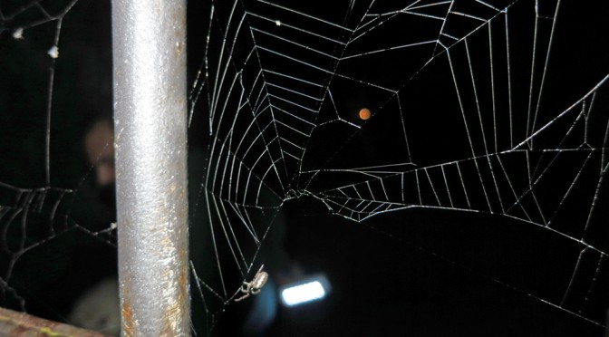 WELCOM FROM THE ARTIST