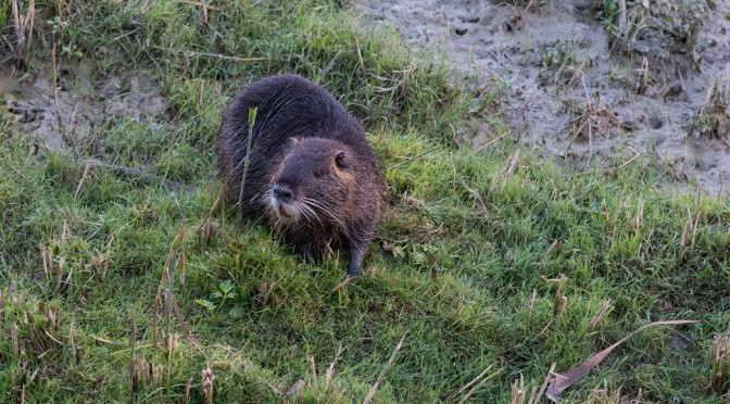 SERRANELLA LAKE AND THE OTTER