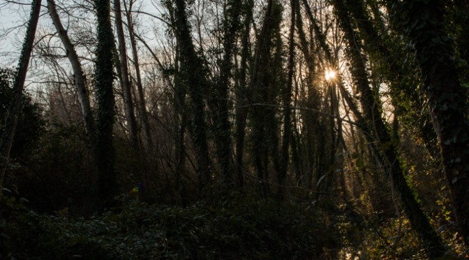 SUNSHINE IN THE OASIS