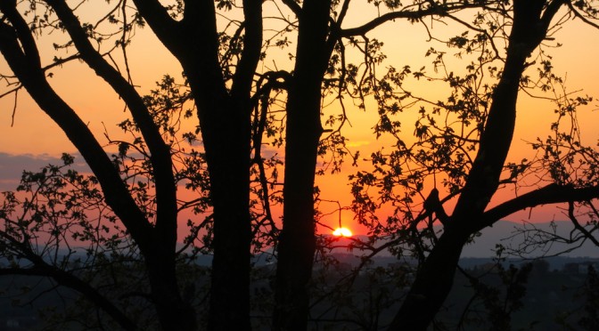 Sunshine through the branches