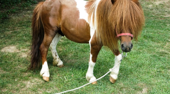 Arturo the pony