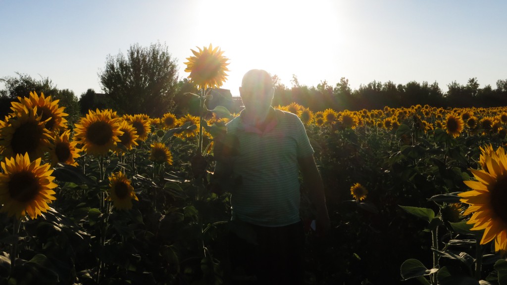 Man in the Sunflowers