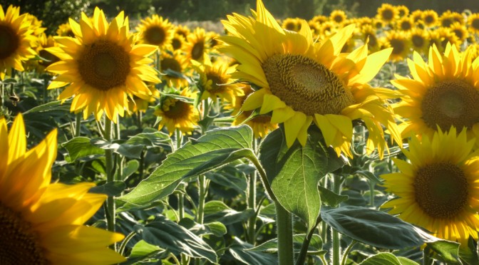 Sunflowers