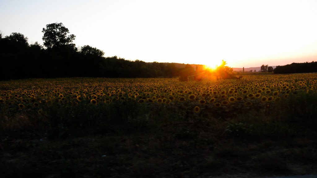 Sunset on sunflowers