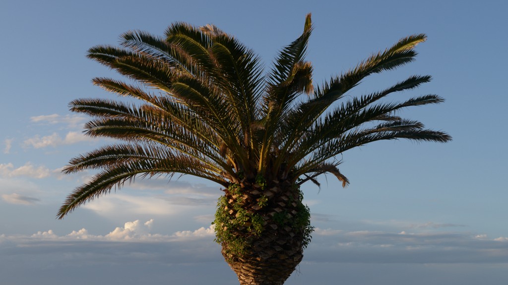 Casalbordino palm tree