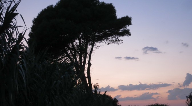 My favourite tree in my favourite light