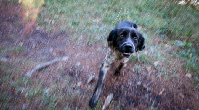 Zoe the dog