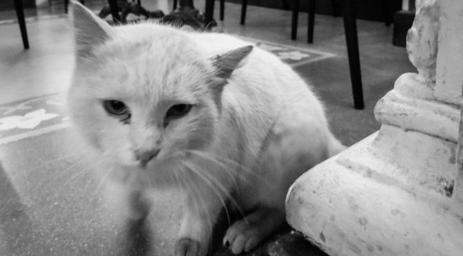 Fiodena the cat, Caffetteria Fenaroli