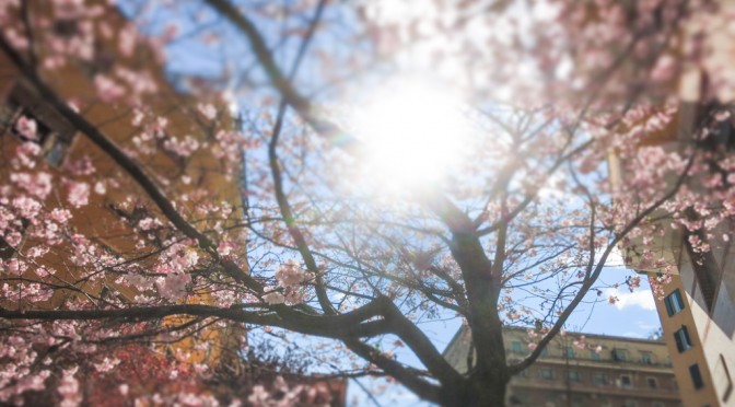 Sping in Rome today