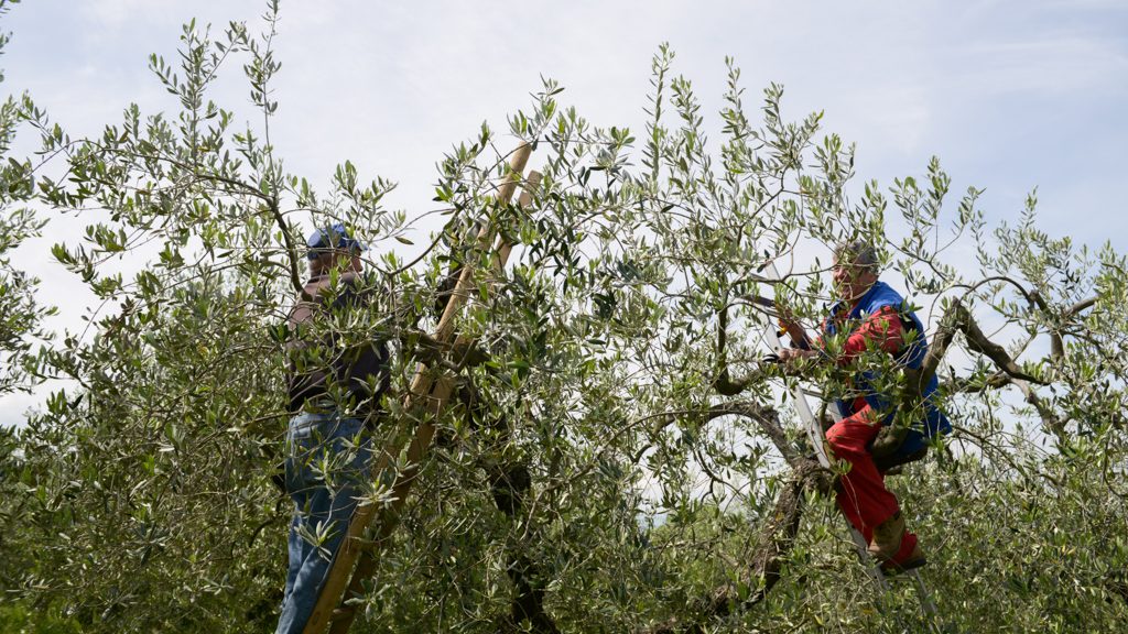Men on the Olive tree for pruning