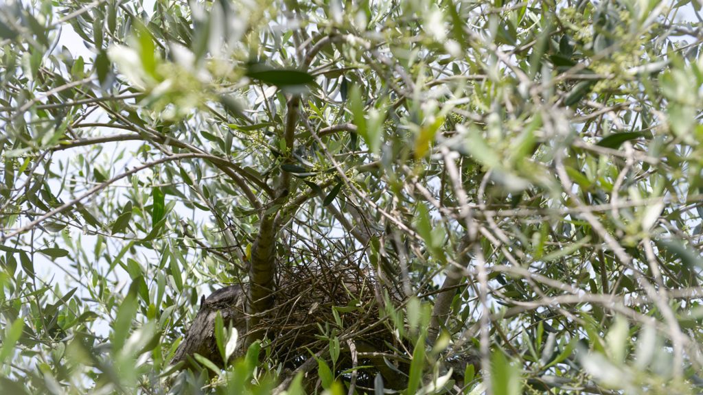 Nest on the Olive tree