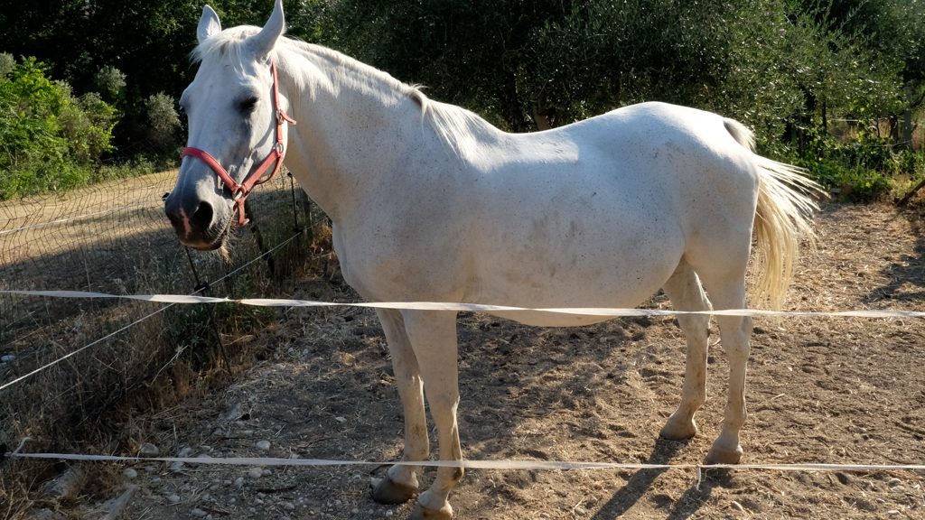 Cuoricino, the white horse