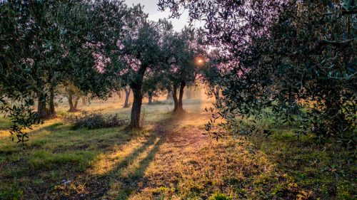 Lights among the olive tree branches