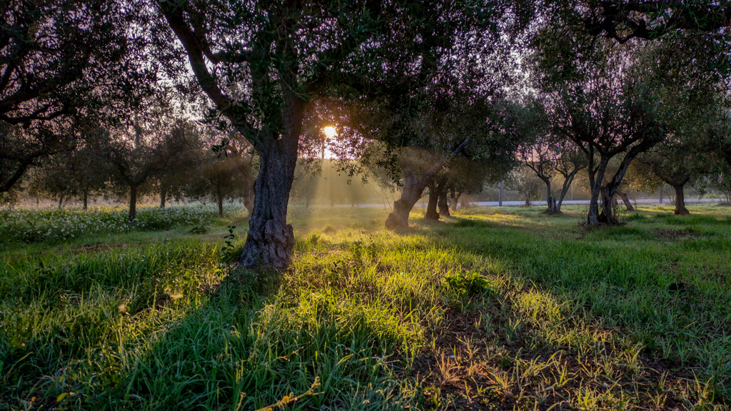 Lights among the olive tree branches, again