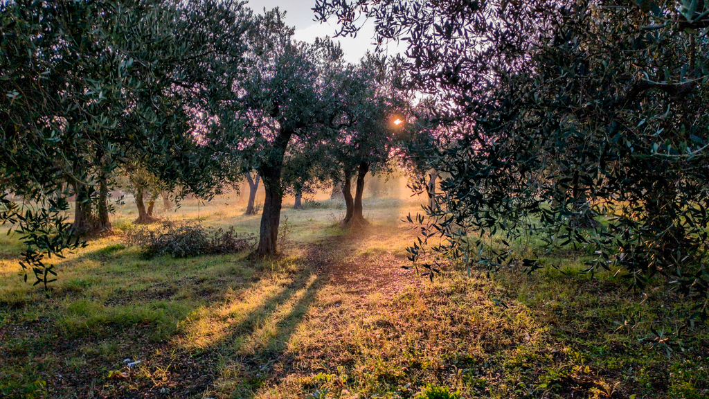Lights among the olive tree branches