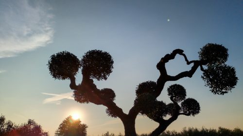 Olive trees of the stars