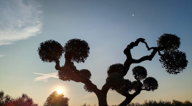 Olive trees of the stars