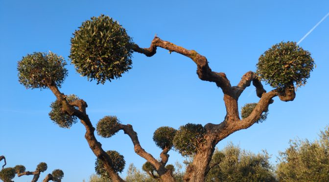 Olive trees of the stars in light