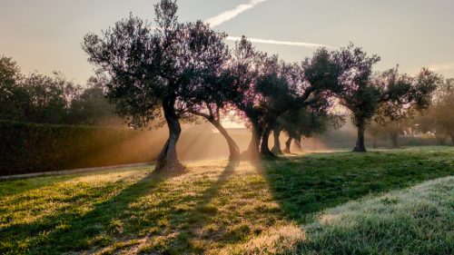 The extraterrestrials among the olive trees