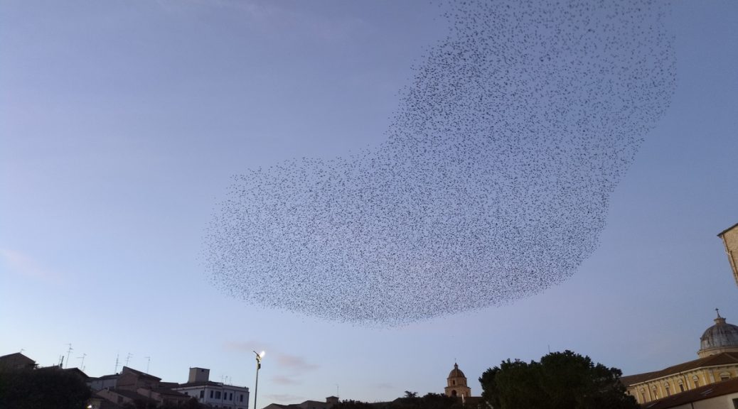 Starling murmuration this winter in Lanciano