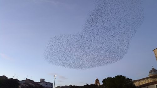 Starling murmuration this winter in Lanciano