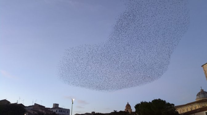 Starling murmuration this winter in Lanciano
