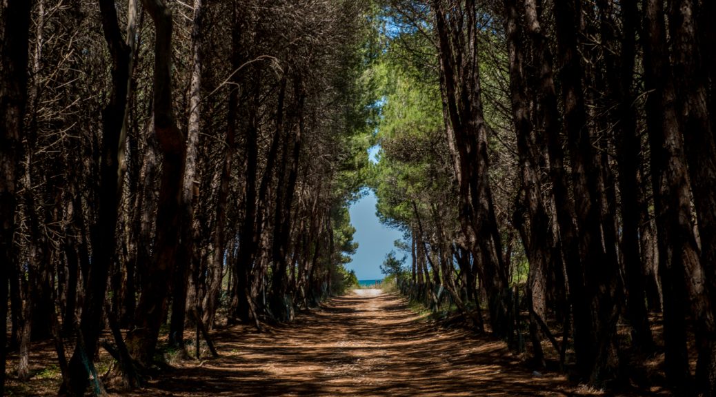 Petacciato Pine Forest