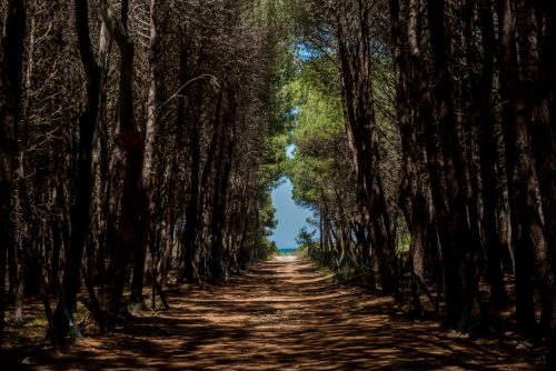 Petacciato Pine Forest
