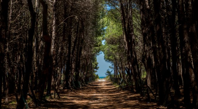 Petacciato Pine Forest