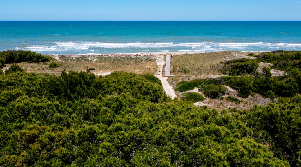 Petacciato Pine Forest and the Sea from above