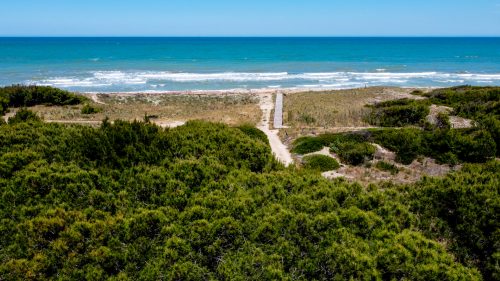 Petacciato Pine Forest and the Sea from above