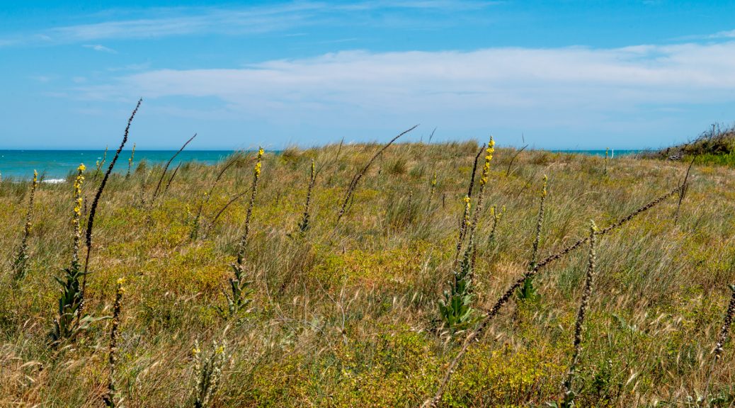 Where the Dunes Meet the Sea in Petacciato Pine Forest