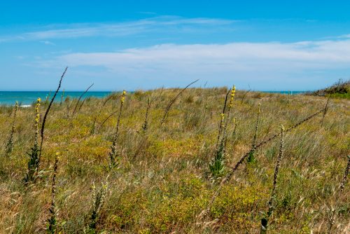 Where the Dunes Meet the Sea in Petacciato Pine Forest
