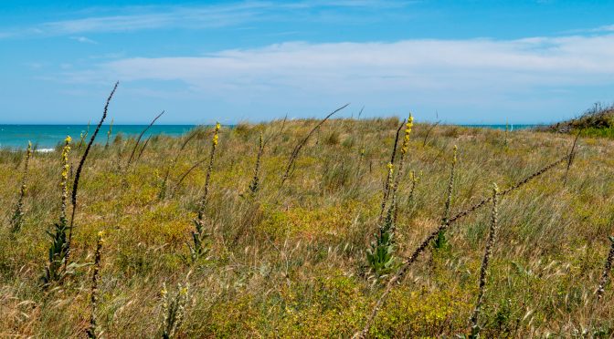 Where the Dunes Meet the Sea in Petacciato Pine Forest