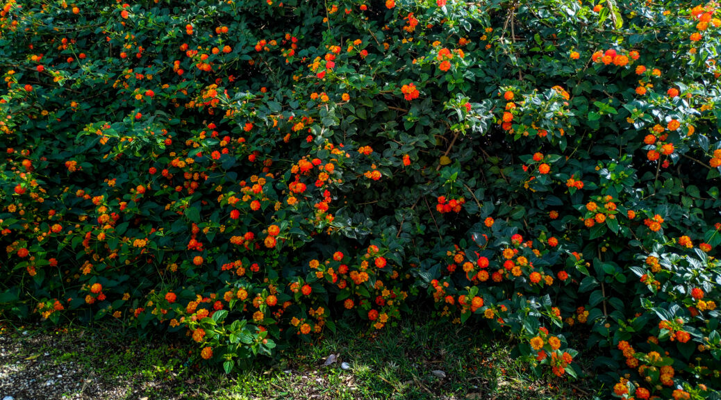 Lantana bushes along the Via Verde dei Trabocchi