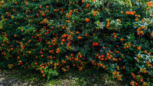 Lantana bushes along the Via Verde dei Trabocchi