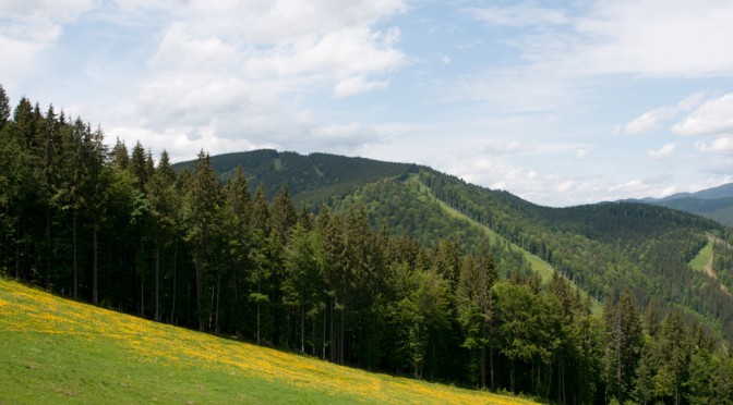 BUKOVEL TREES
