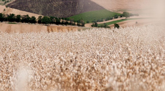 FIELDS NEAR ST. EUSANIO