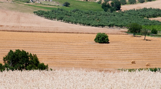 FIELDS NEAR ST. EUSANIO #2